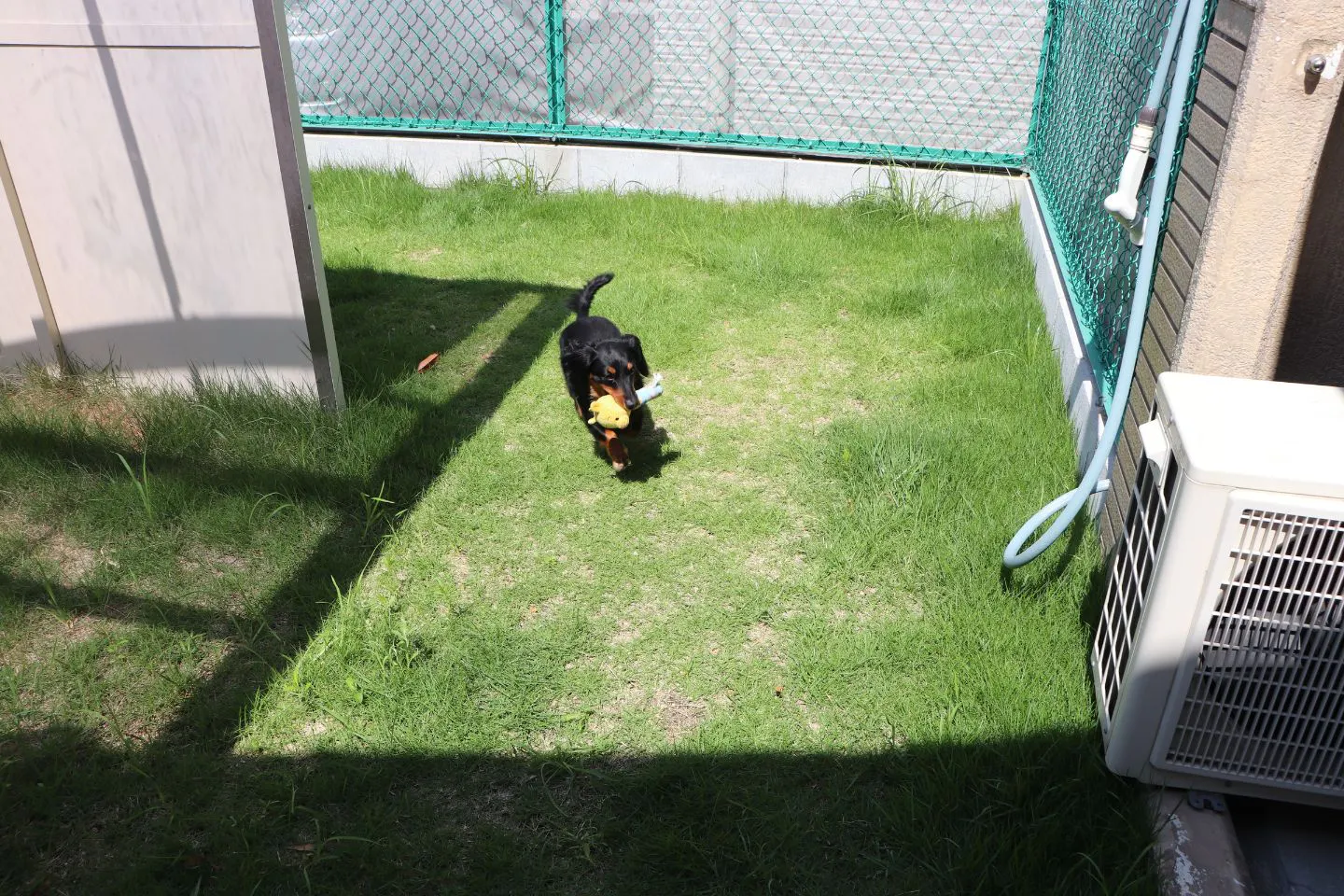 ペットおあずかりセンターの中庭で遊ぶ預かり中の犬