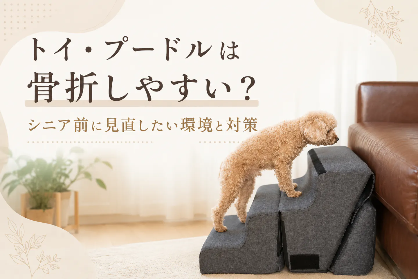 トイ・プードルは骨折しやすい？シニア前に見直したい環境と対策