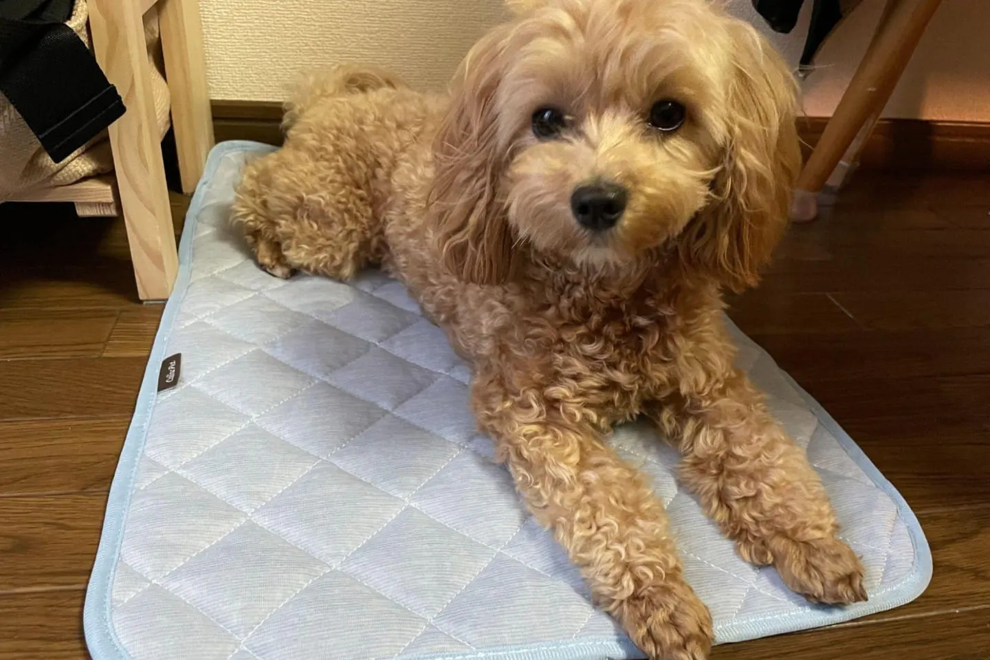 お腹をぺたーっとつけて、体を伸ばすマルプー