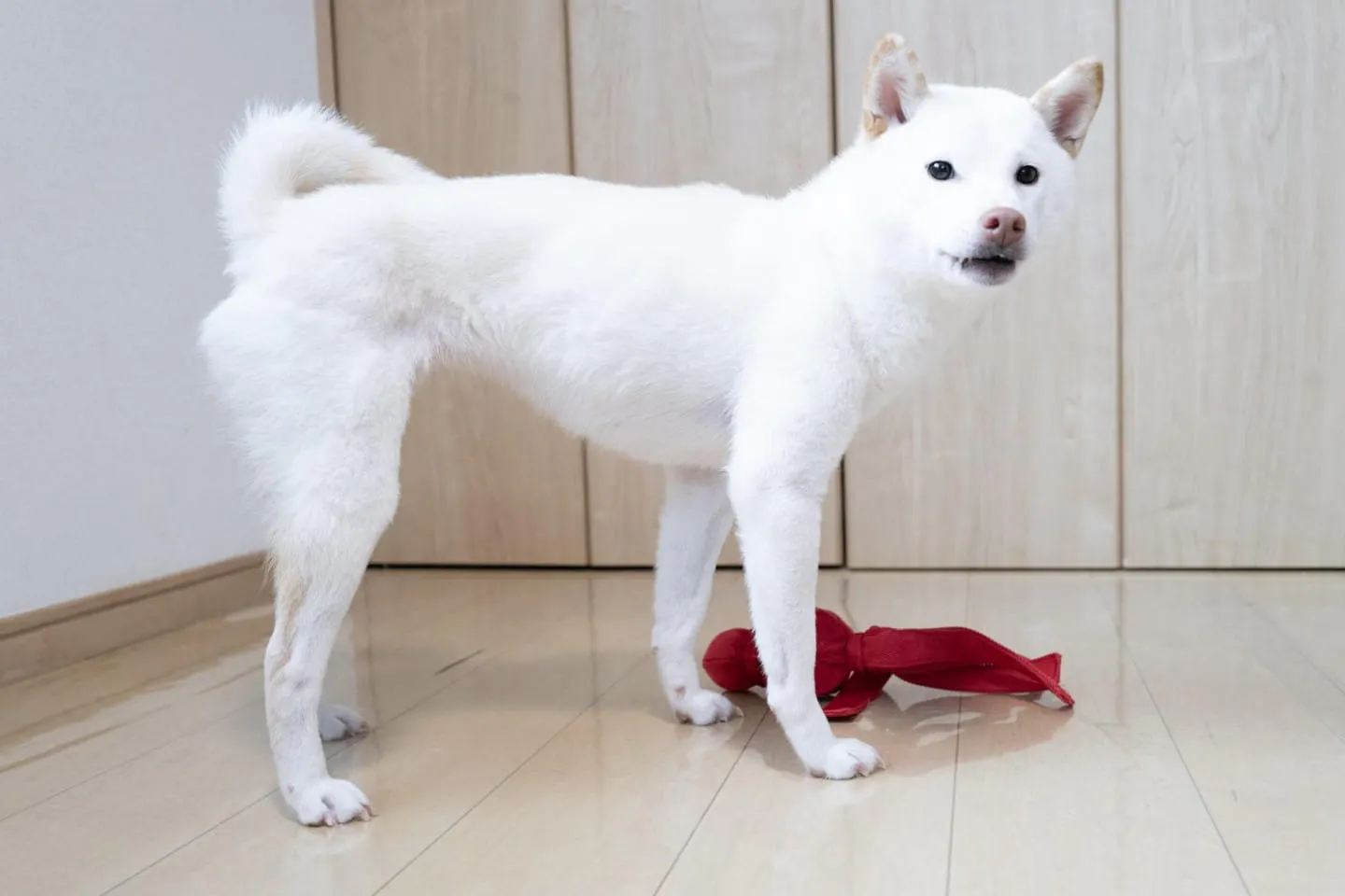 こちらを見つめる柴犬 こちらを見つめる柴犬