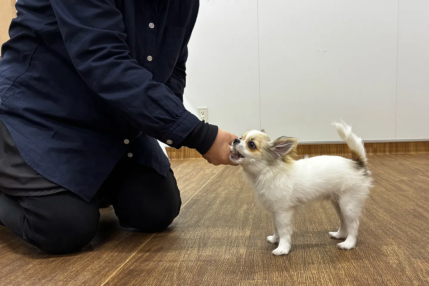 動きを止めたまま、『チョウダイ』と声を掛けます。「引っ張るのではなく、おもちゃをフリーズさせるイメージです」（羽佐田先生）