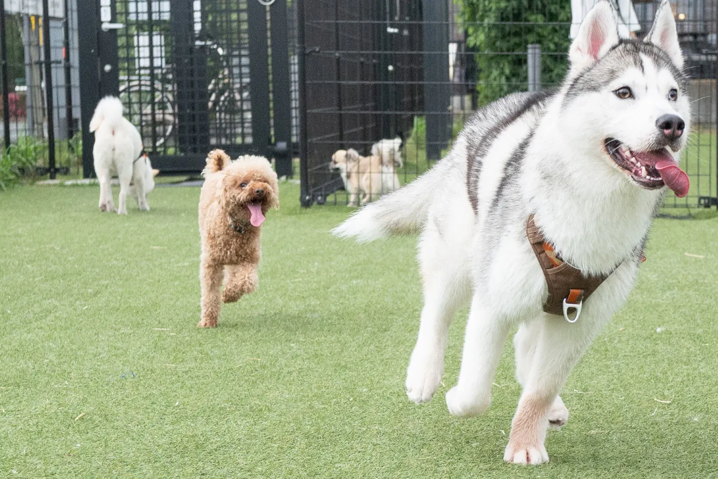 走る二匹の犬