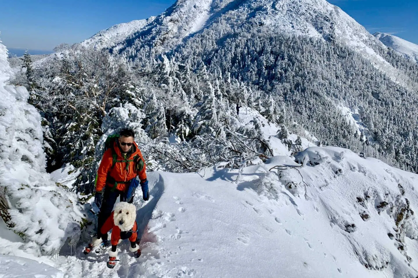 雪山を登る椎名前太さんと愛犬のゴールデンドゥードル・泰楽くん 雪山を登る椎名前太さんと愛犬のゴールデンドゥードル・泰楽くん