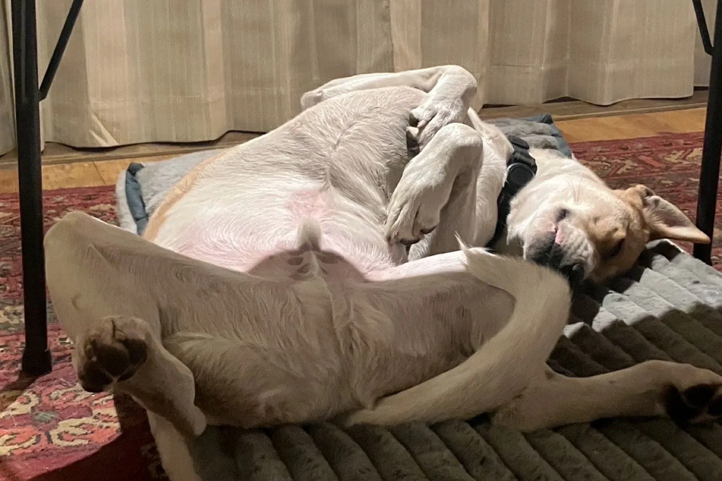 寝ている犬