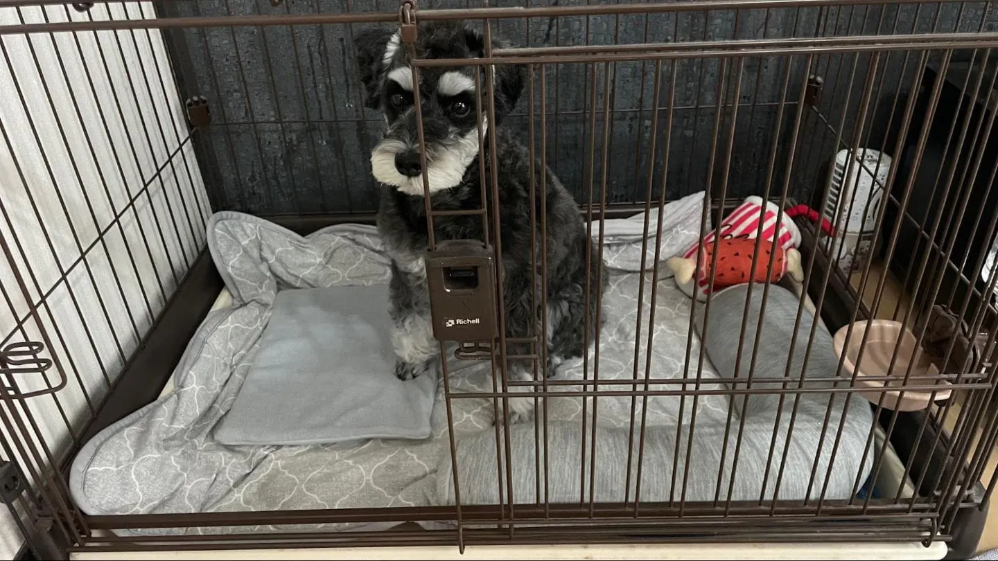 寝室でおすわりする犬 寝室でおすわりする犬