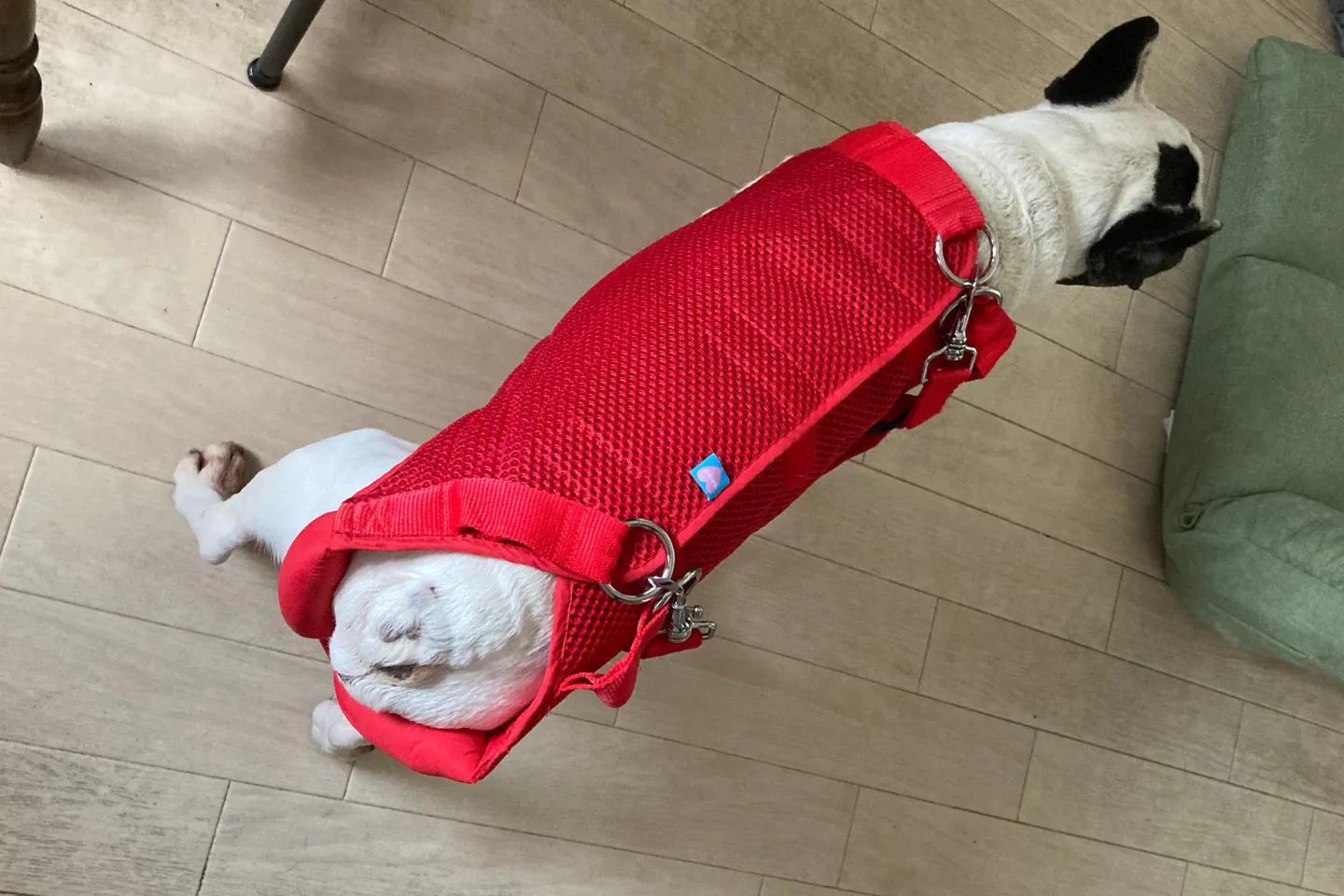 シニア犬に装着した全身タイプの介護用ハーネス