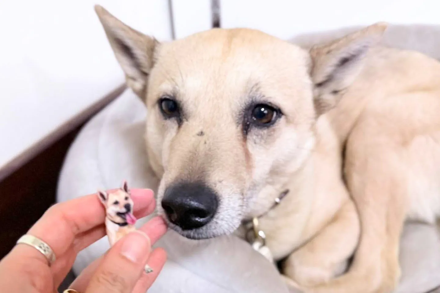 犬本人と3Dフィギュアを並べる