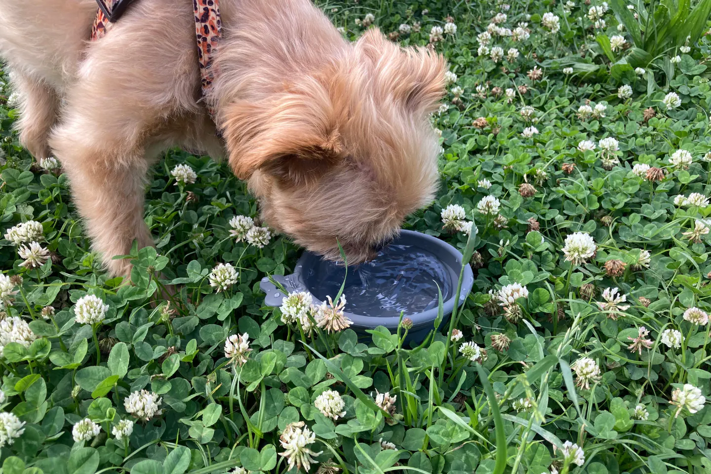 愛犬が折りたたみ食器で水分補給する様子