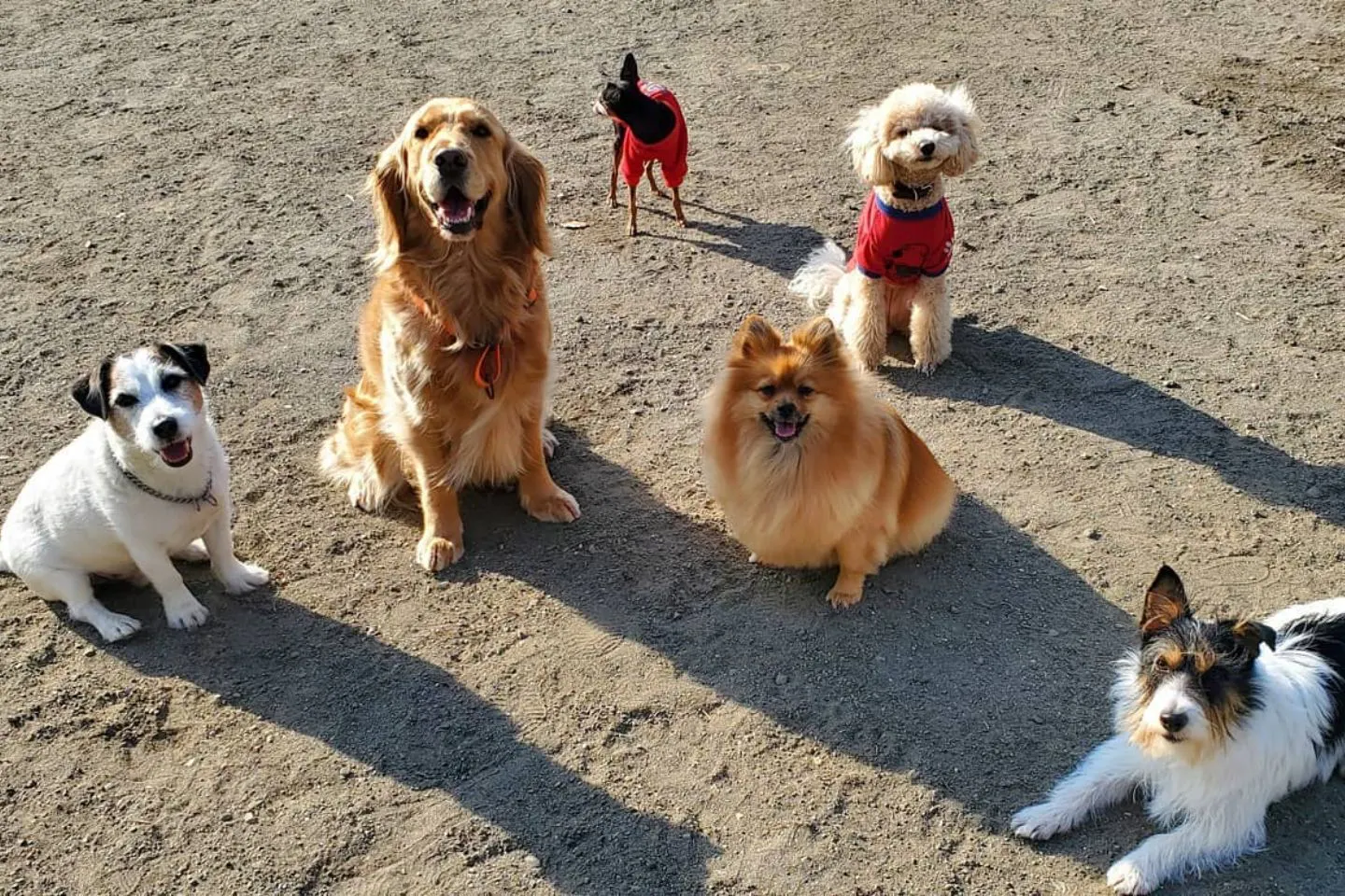 小型犬から大型犬までさまざまな犬が集まる村瀬ドッグトレーニングセンター