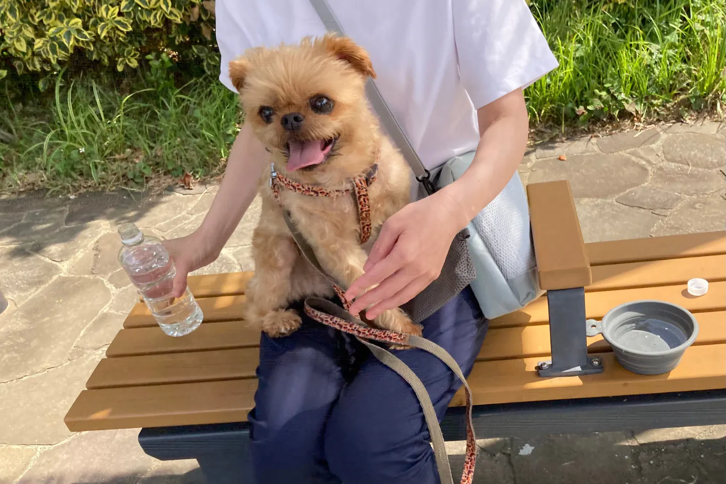愛犬との散歩中に冷たい水で休憩する様子