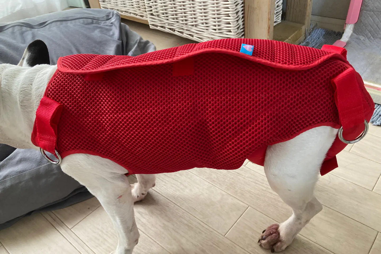 シニア犬の身体全体を支える介護用ハーネス