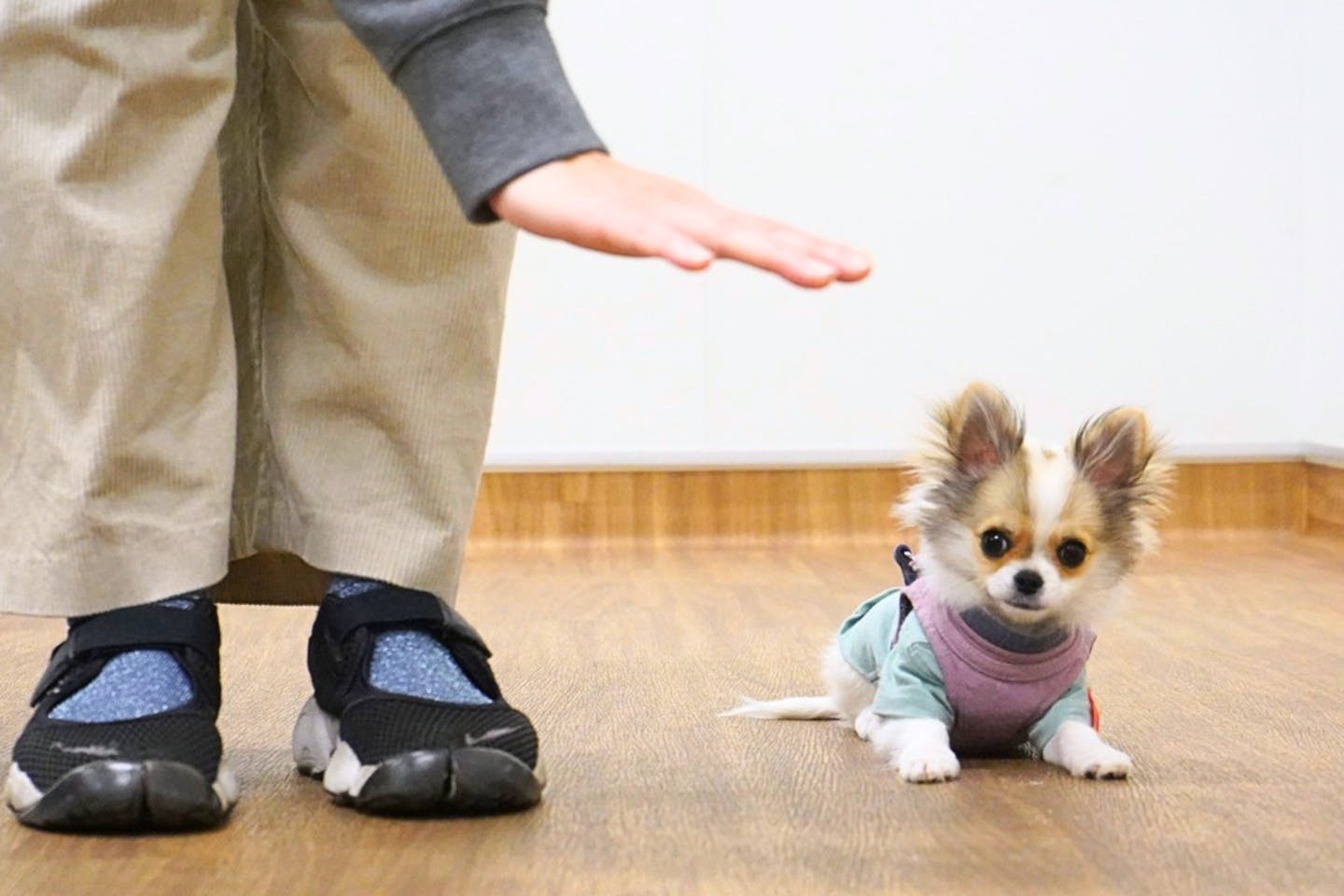 蝶と犬 犬のしつけ、自己流で大丈夫？ プロに2週間教わって気づいたこと