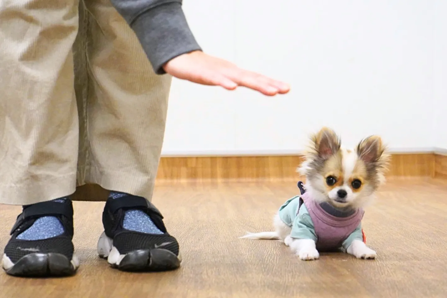 犬のしつけ、自己流で大丈夫？ プロに2週間教わって気づいたこと