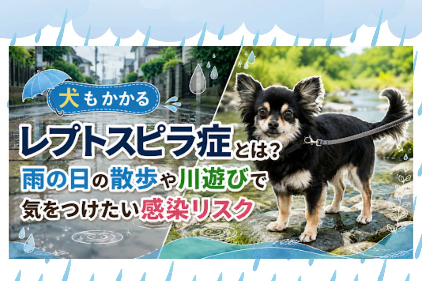 犬もかかるレプトスピラ症とは？ 雨の日の散歩や川遊びで気をつけたい感染リスク