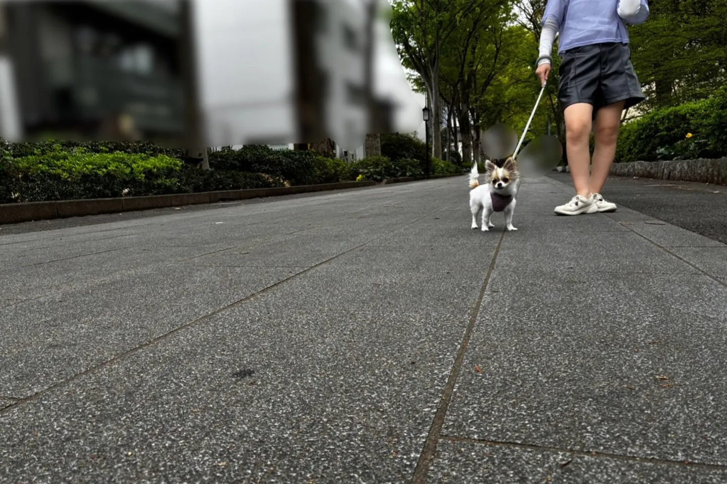 お散歩する犬