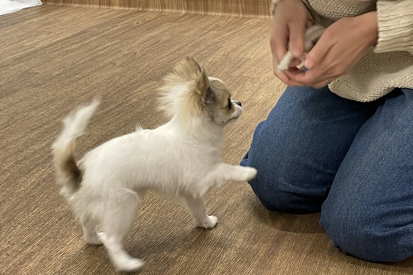 『チョウダイ』の練習をする犬