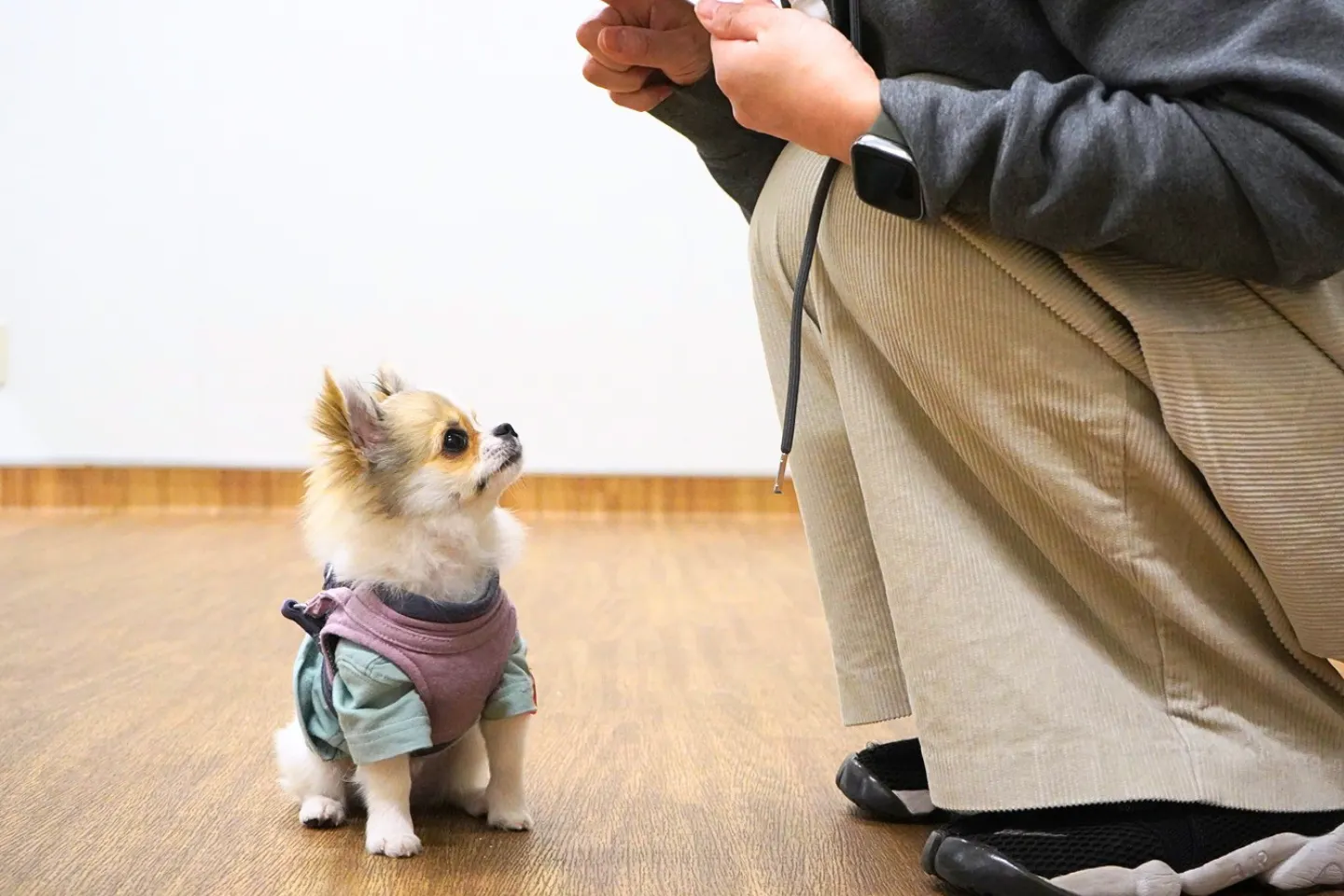 早速実践！　最初はこの高さで出していた『オスワリ』の指示が、距離を少しずつ広げていくうちに……