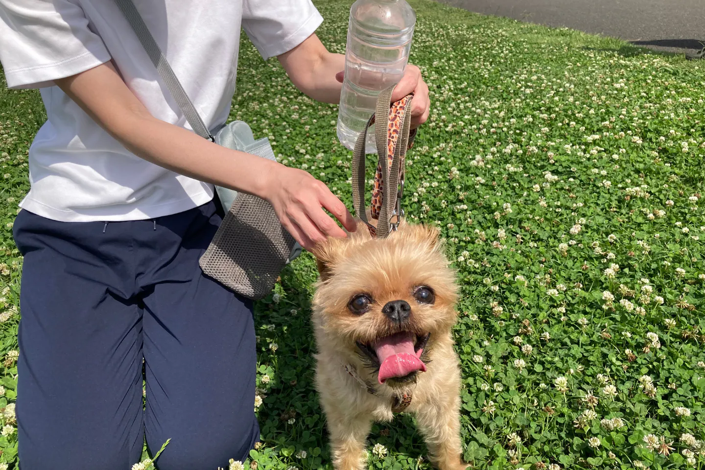 散歩中に冷たい水で愛犬をクールダウンする様子