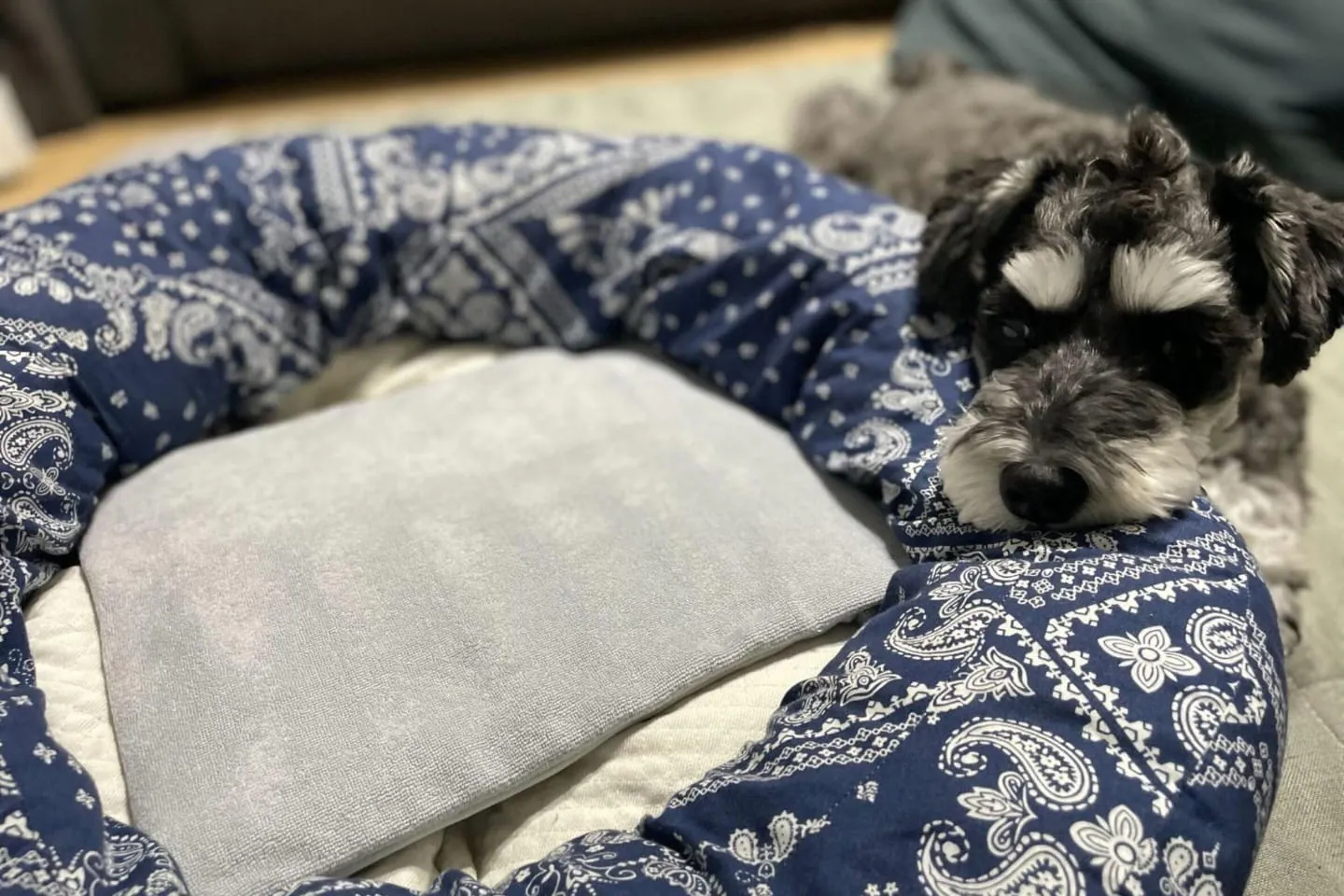 ベッドの外で待機する犬 ベッドの外で待機する犬