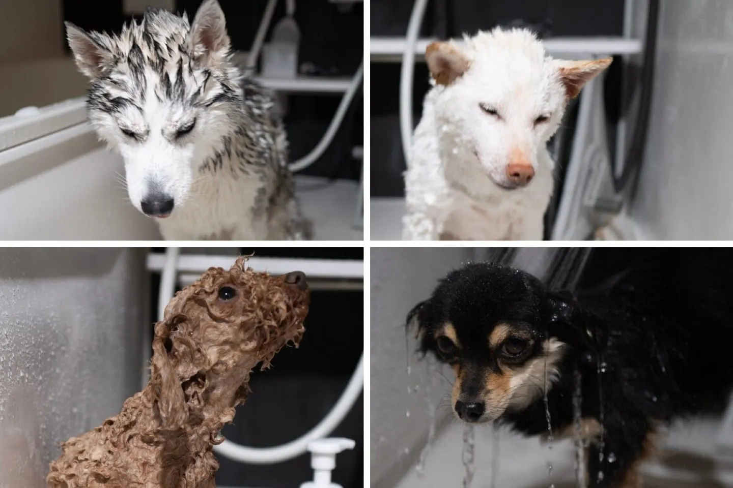 シベリアン・ハスキーの蓮根、柴犬のネギ、トイ・プードルのなっとう、チワワのこんぶです