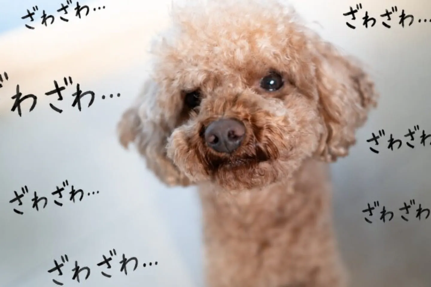 ざわざわとトイプードル ざわざわとトイプードル