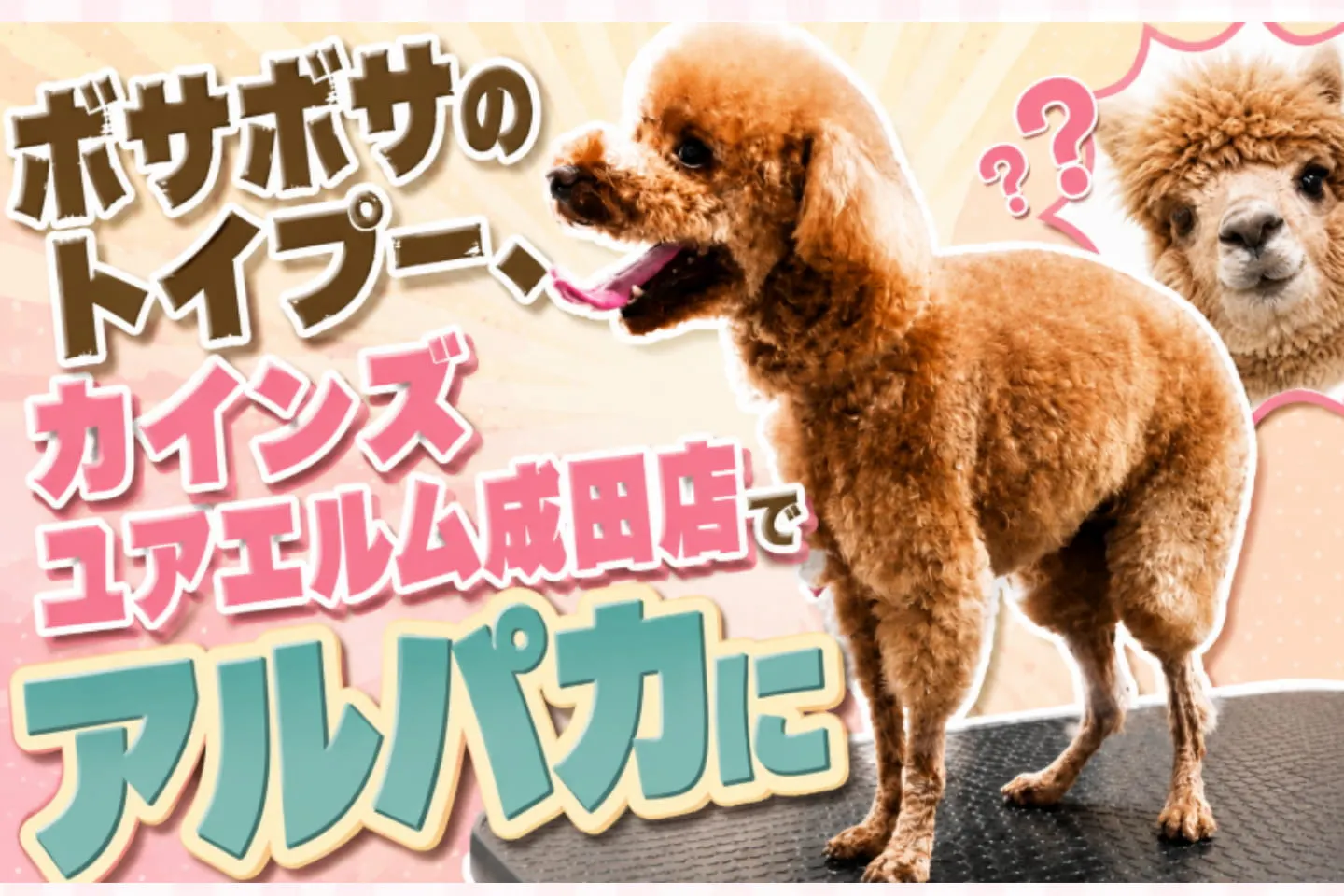 ボサボサのトイプー、カインズ ユアエルム成田店でアルパカに