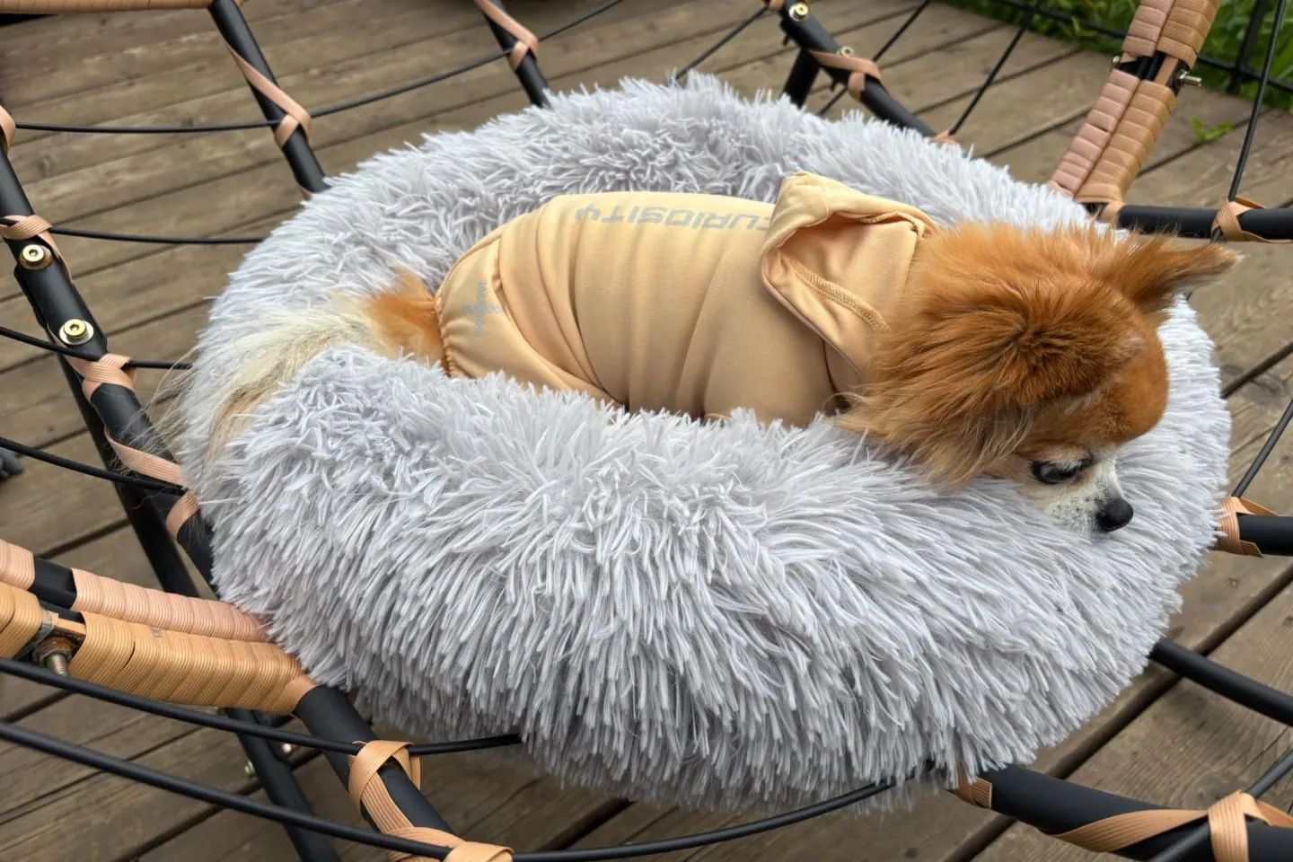 ベッドに入りリラックスする犬 ベッドに入りリラックスする犬