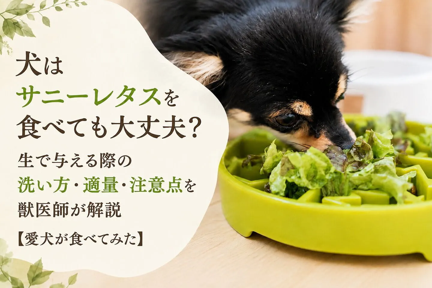 犬はサニーレタスを食べても大丈夫？生で与える際の洗い方や注意点を獣医師が解説