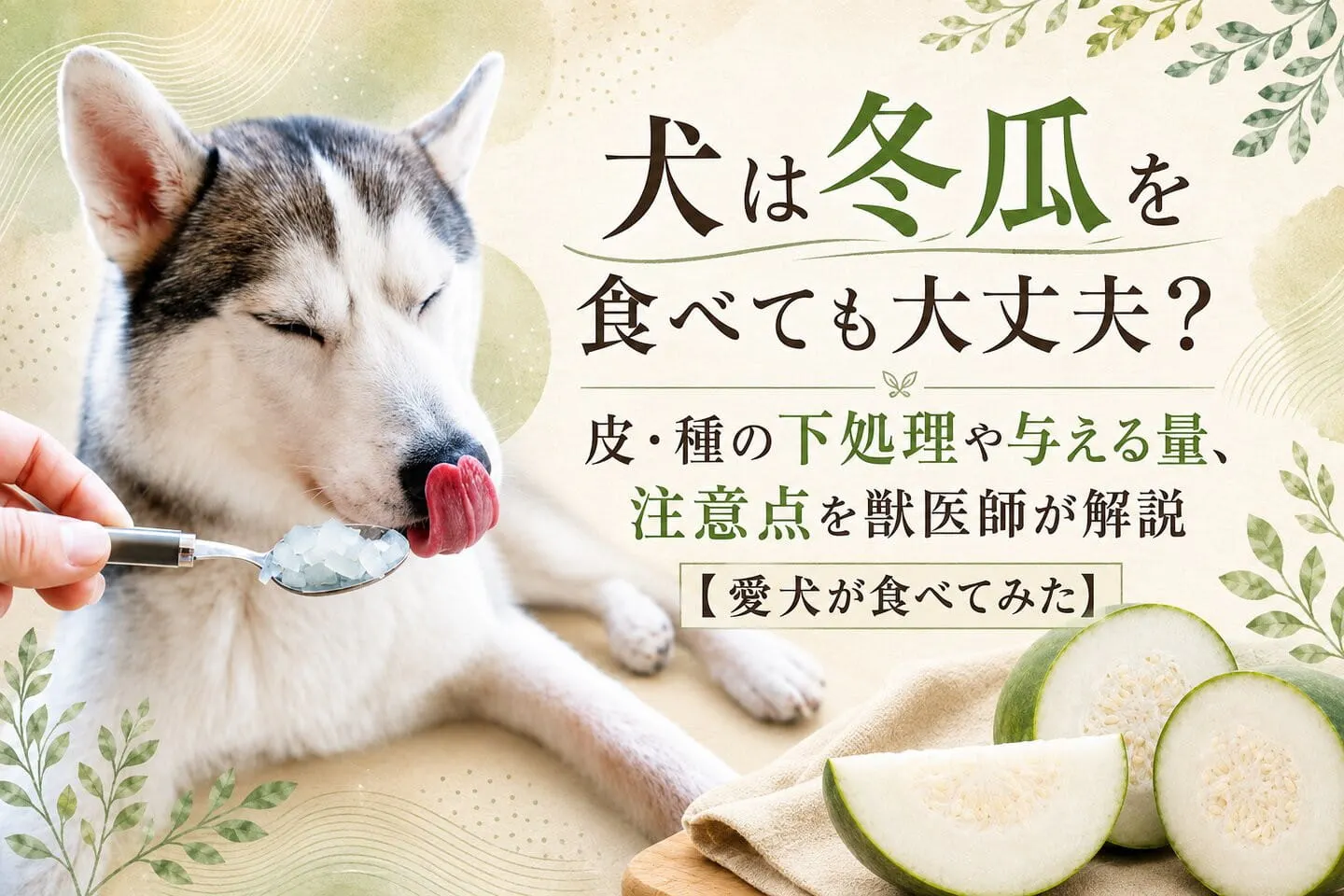 犬は冬瓜を食べても大丈夫？与える量、注意点を獣医師が解説【愛犬が食べてみた】