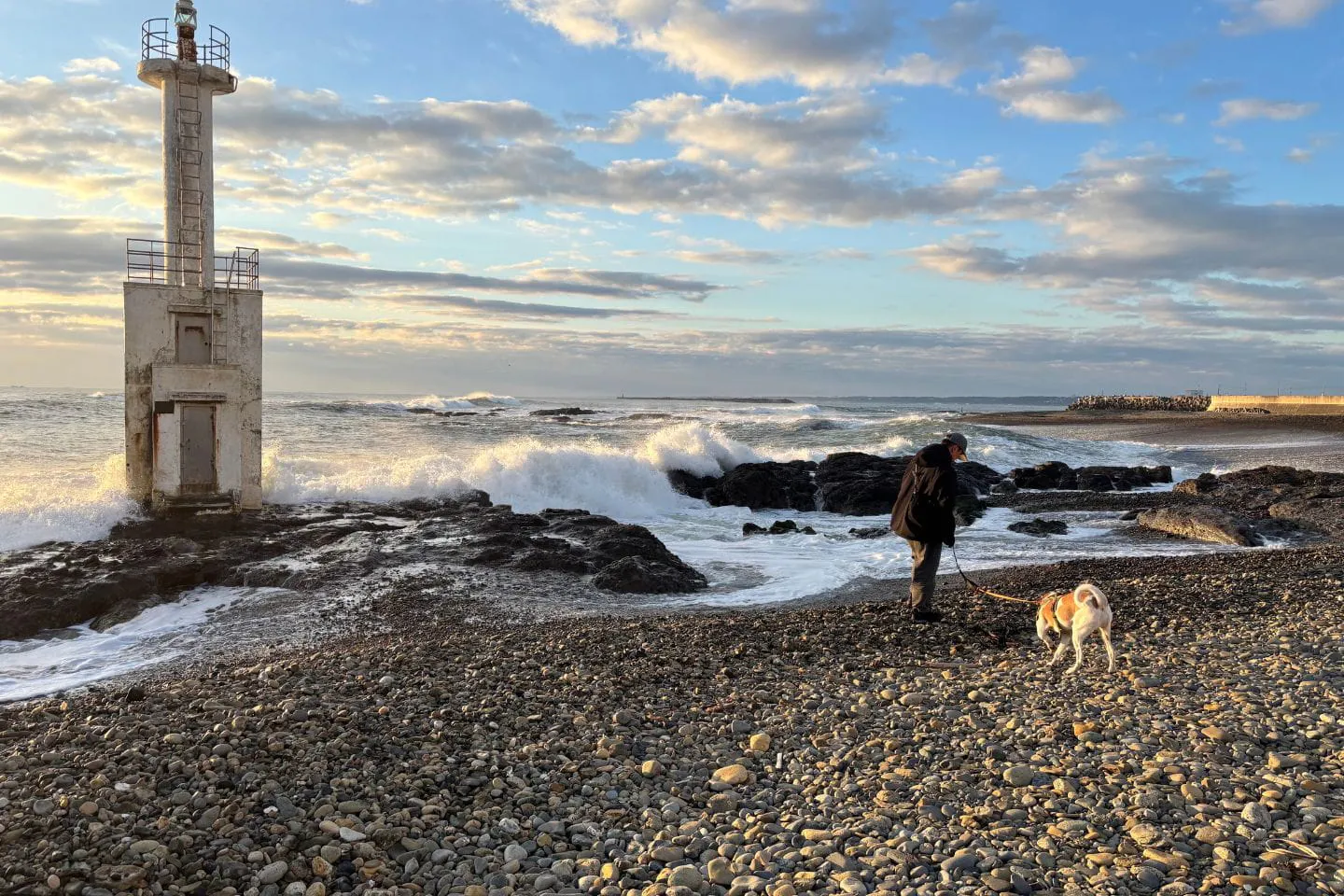 海で散歩する犬
