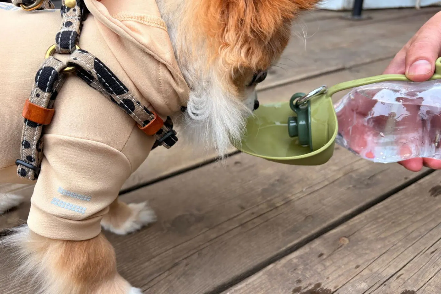 ペット用ウォーターボトルで水を飲む犬 ペット用ウォーターボトルで水を飲む犬