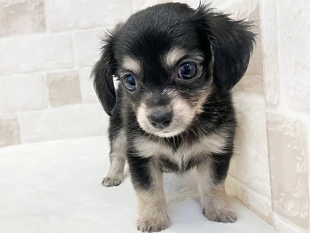 馬さんがひとめ惚れしたぽんちゃんの姿
