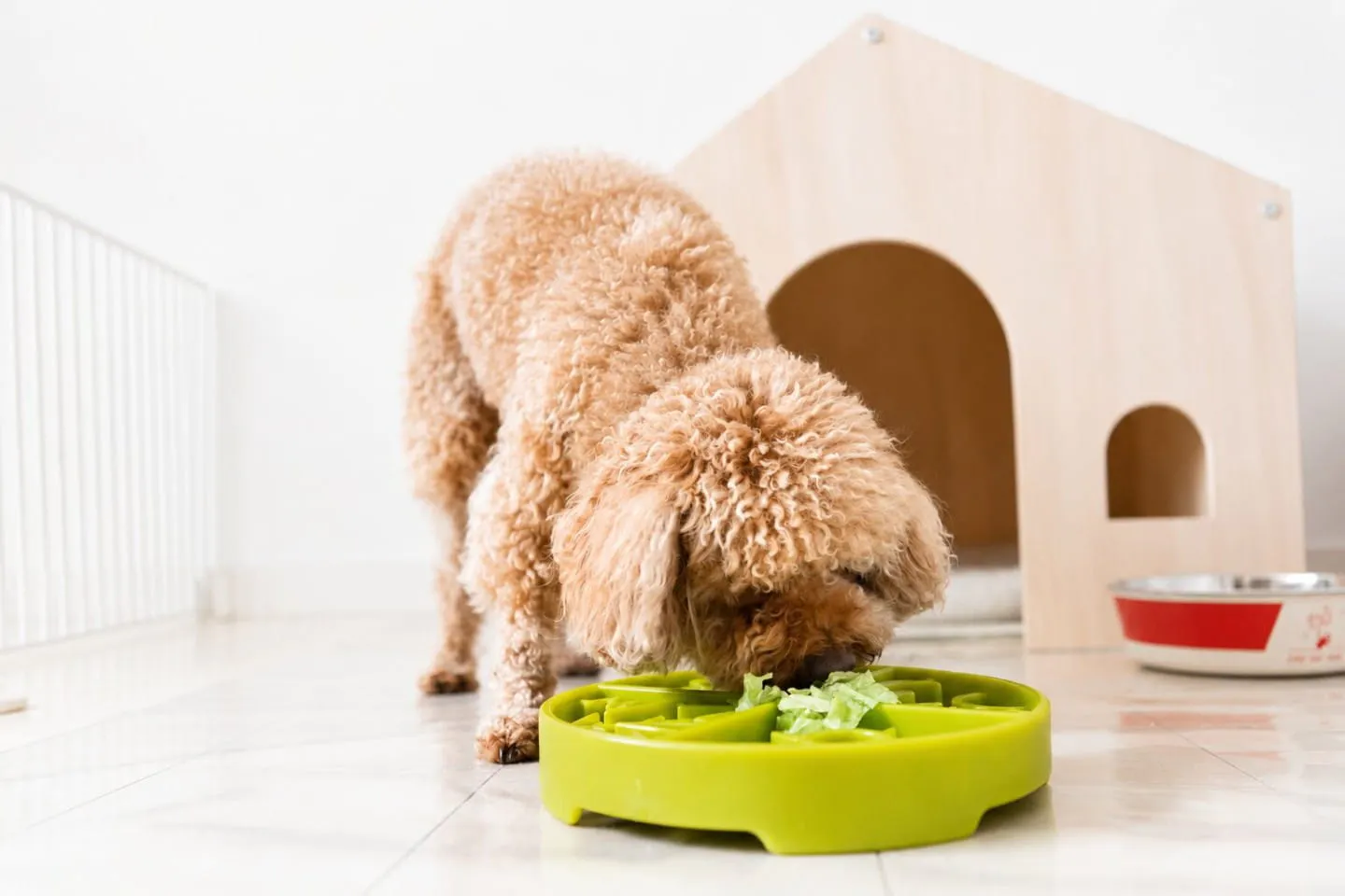 サニーレタスを食べる犬