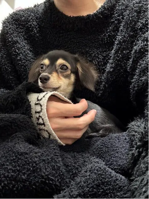 犬を抱っこする飼い主