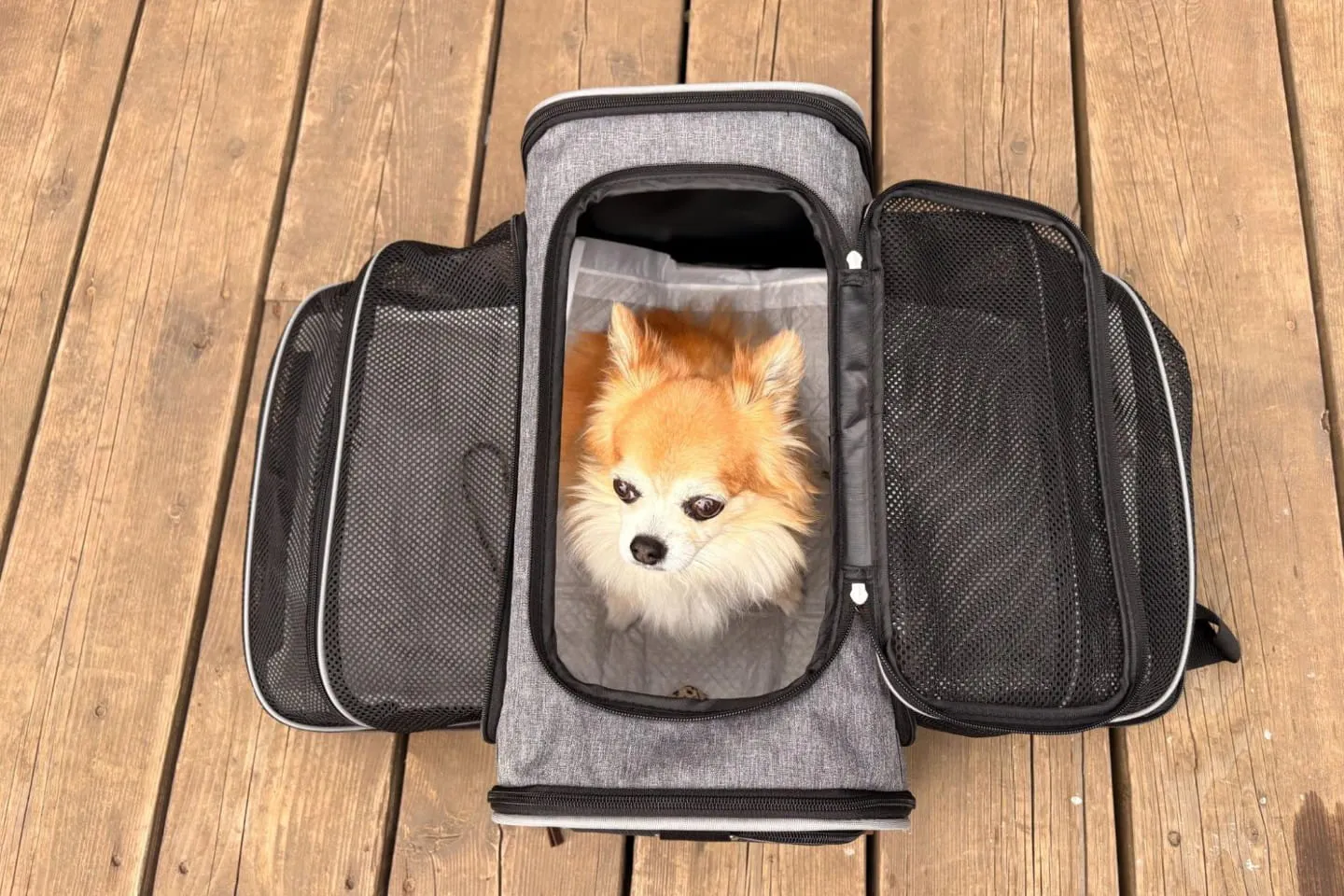 ケージになる折りたたみペットキャリーのなかにいる犬 ケージになる折りたたみペットキャリーのなかにいる犬