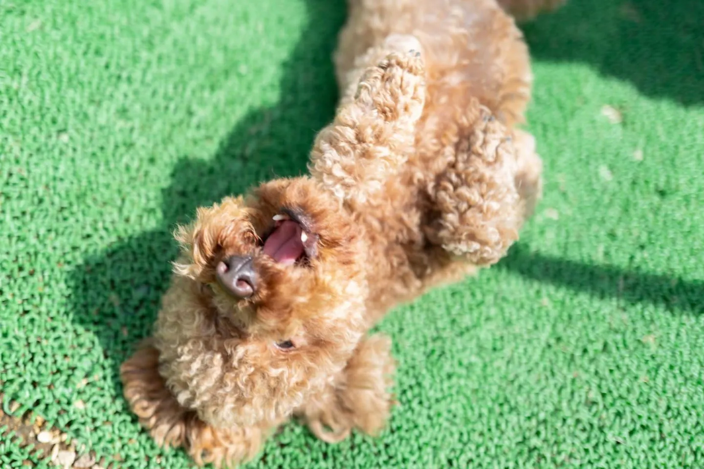 仰向けで寝転ぶ犬