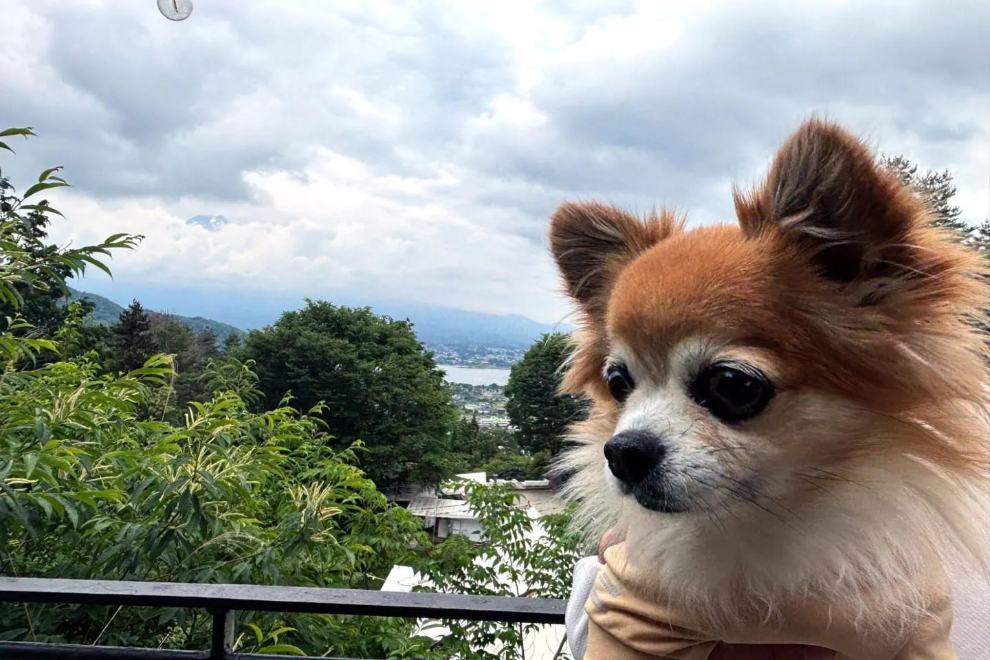 外の景色と犬 外の景色と犬