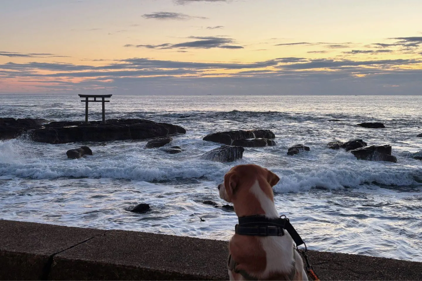海の前で佇む犬