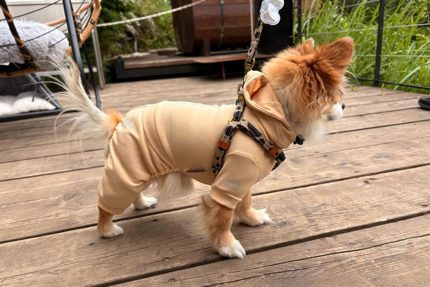 ペットスーツを着こなす犬 ペットスーツを着こなす犬