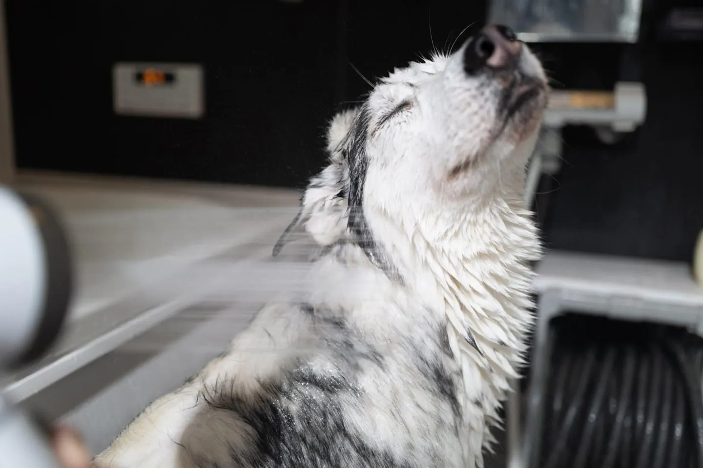 シベリアン・ハスキーに水を当てた状態