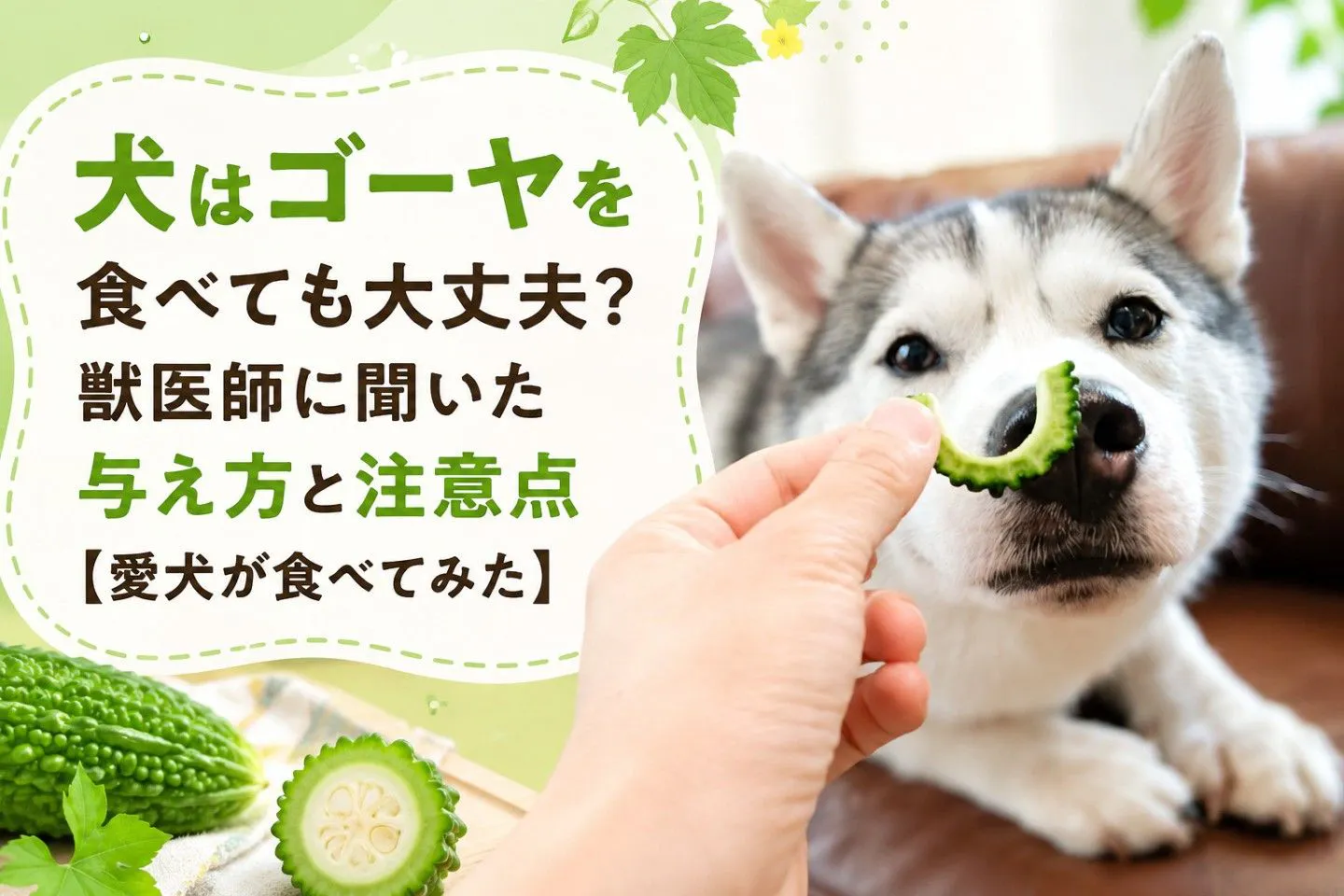 犬はゴーヤを食べても大丈夫？獣医師に聞いた与え方と注意点【愛犬が食べてみた】