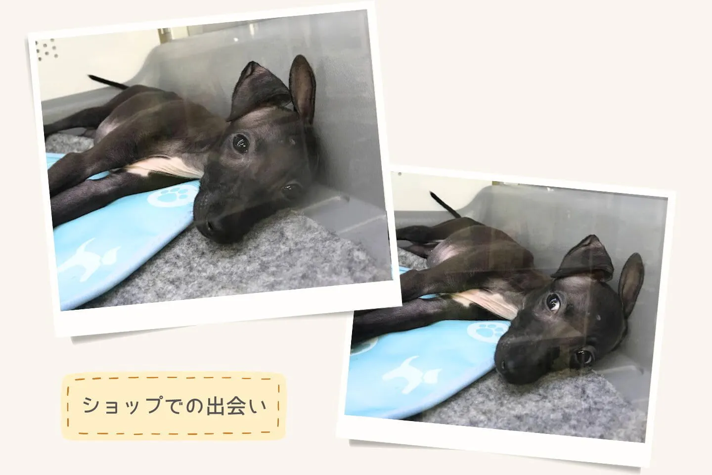 ショップでの出会い