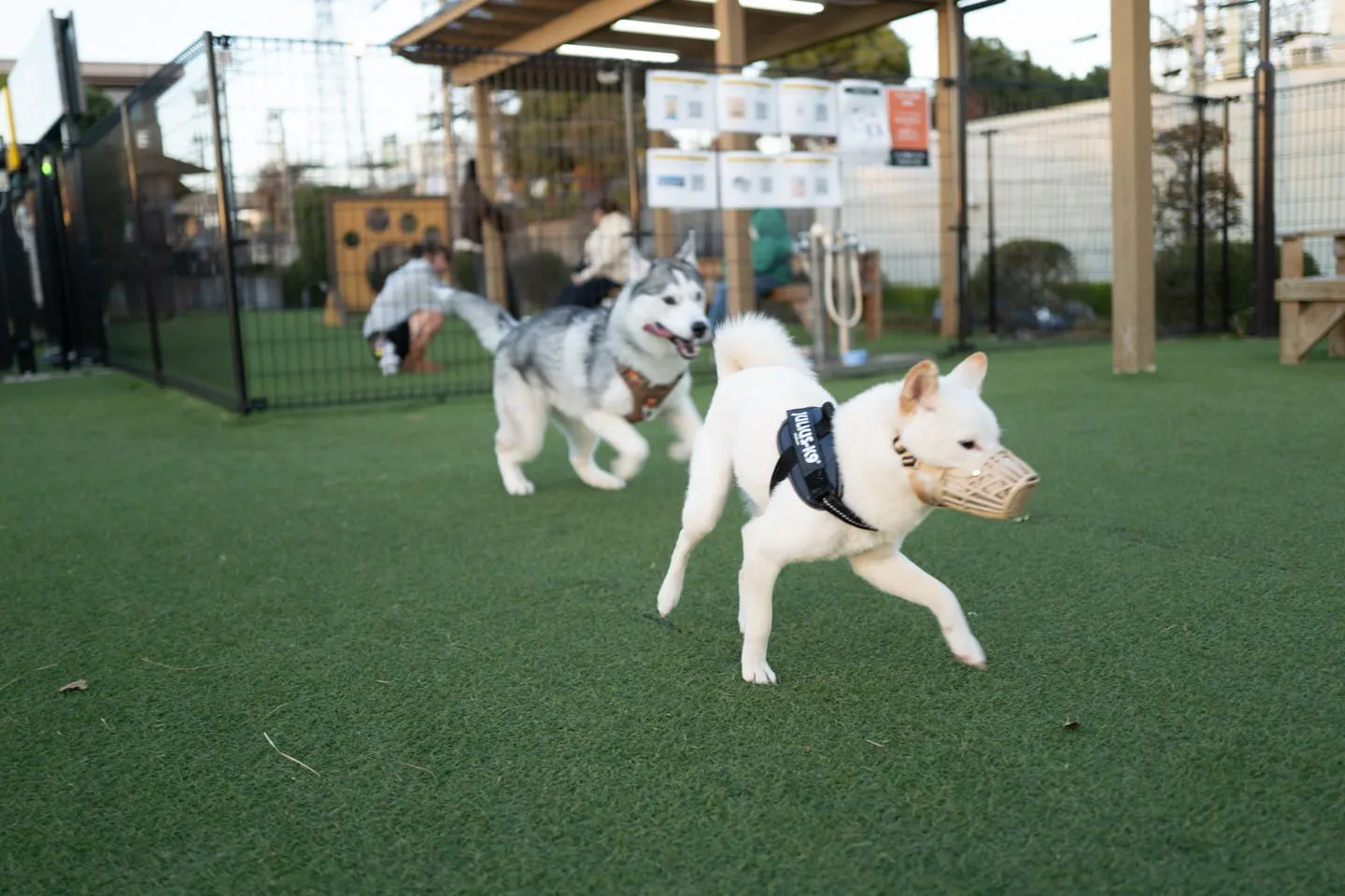 ドッグランに行くとよその犬のう〇ちを食べようとするため口輪をされた柴犬の「ねぎ」