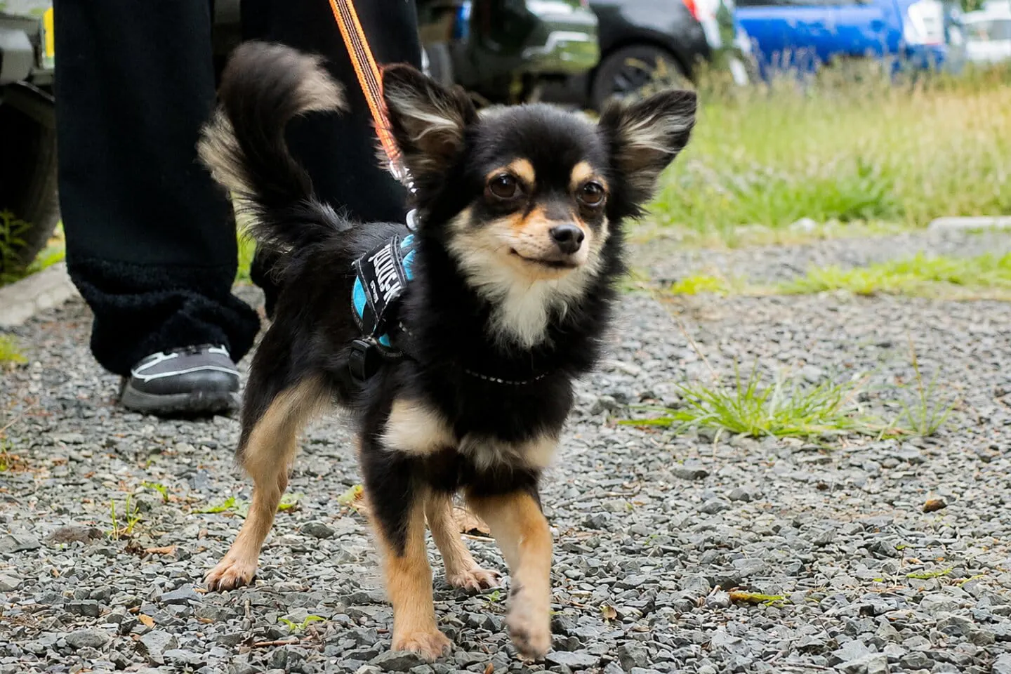 愛犬と外で過ごす