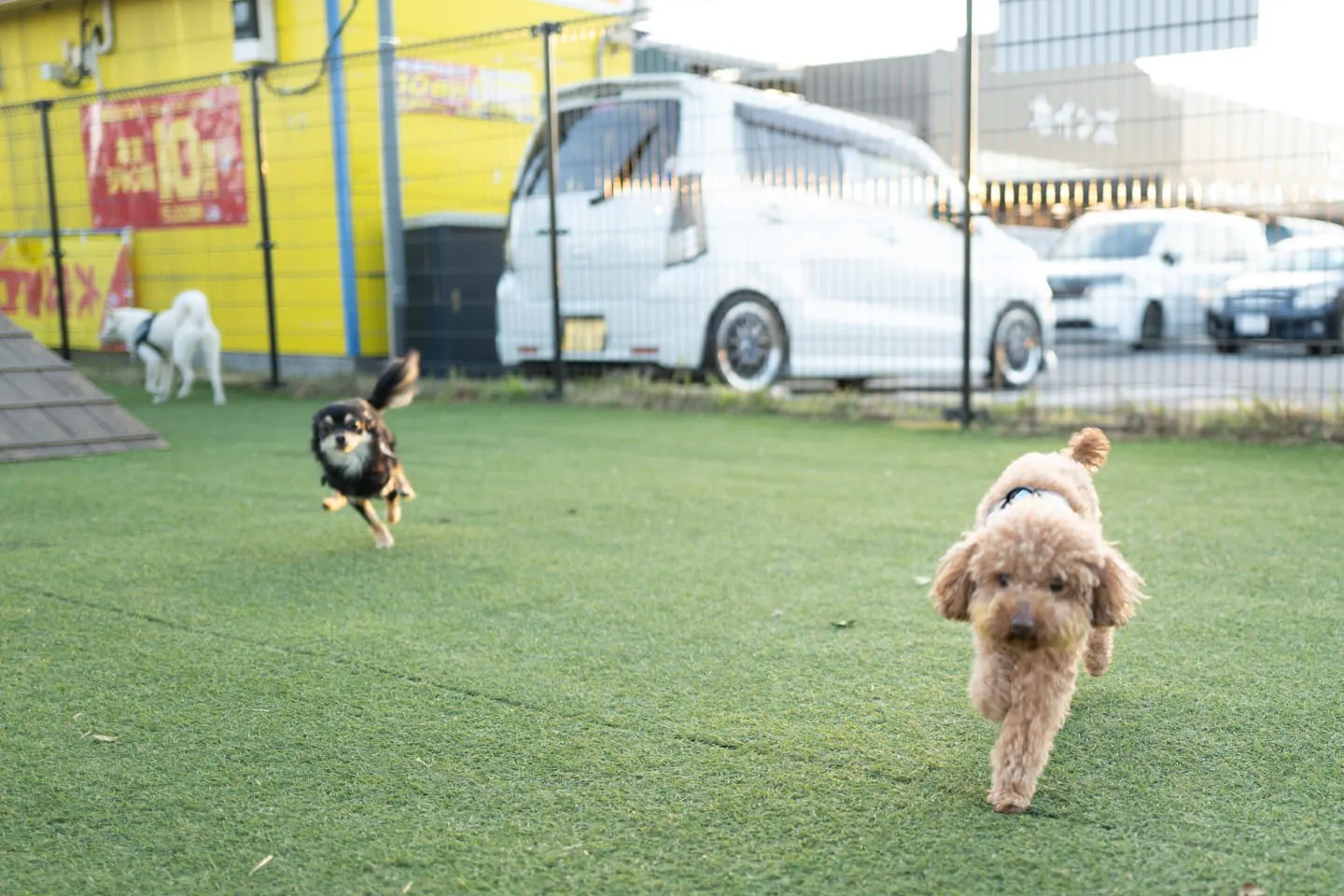 愛犬とドッグラン 愛犬とドッグラン