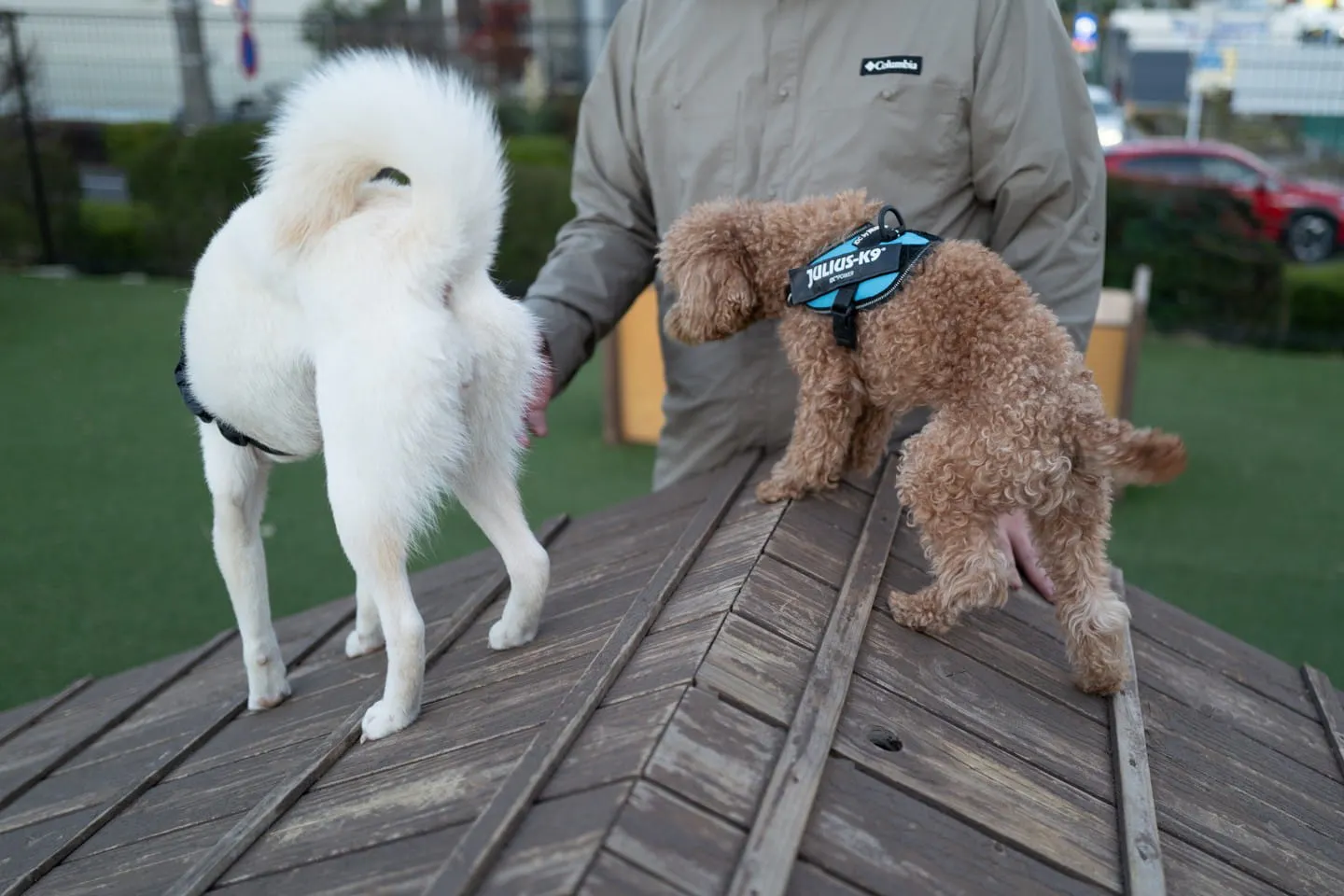 Aランプで遊ぶ犬 Aランプで遊ぶ犬