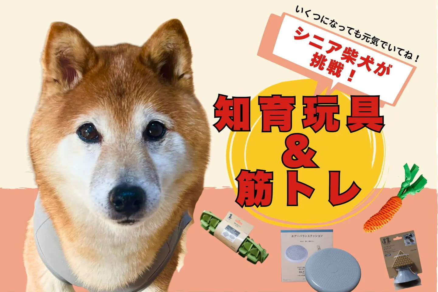 15歳の柴犬が挑戦！知育玩具・運動グッズ4選を試してみた