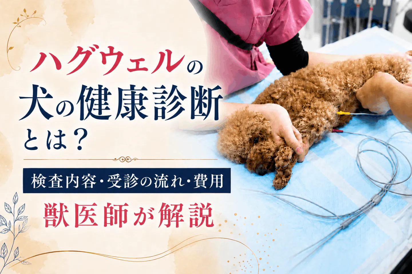 ハグウェルの犬の健康診断とは?検査内容・受診の流れ・費用を獣医師が解説