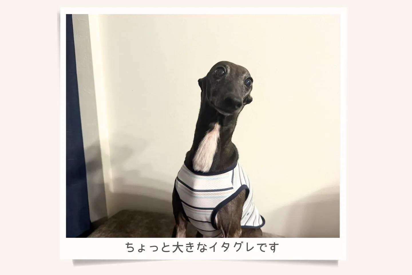 ちょっと大きなイタグレです