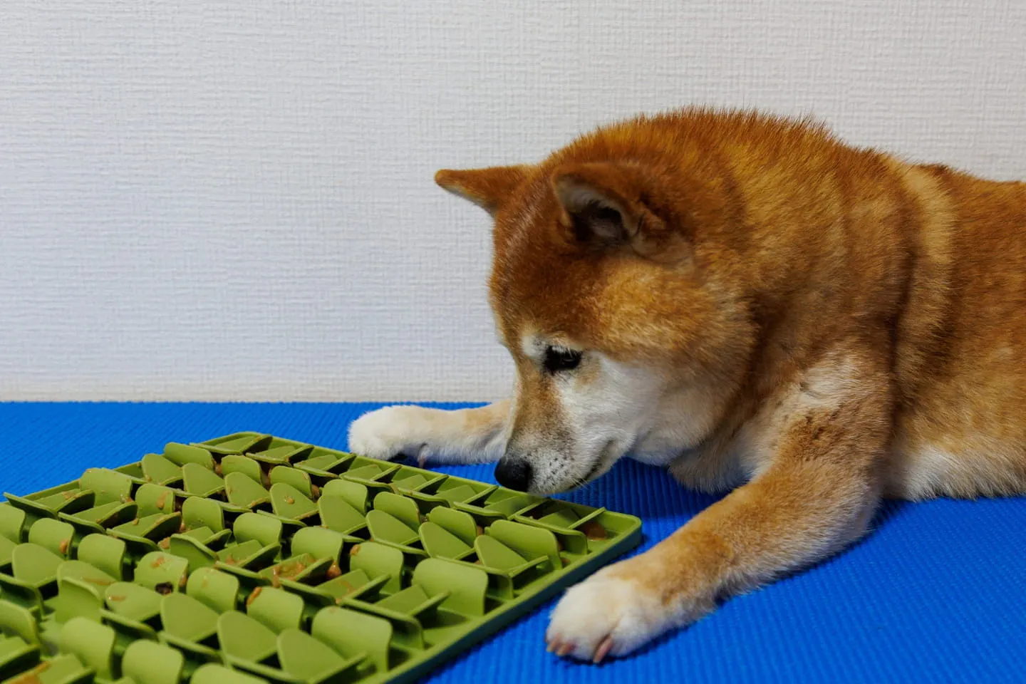 早食い防止マット ループ カーキを見て警戒マックスな柴犬